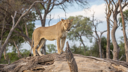 Naklejka na ściany i meble lion standing on tree on safari in botswana