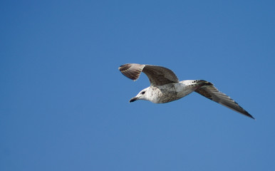 sea gull in flight