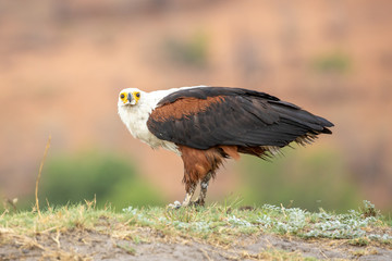 fish eagle feeding on the chobe river in botswana