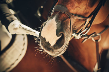 A rider in a white glove gently touches the muzzle of his favorite racehorse in the sunlight....