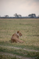 Fototapeta na wymiar lion in the grass on safari in botswana