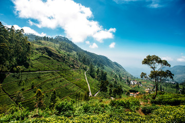 Fototapeta na wymiar Beautiful view of tea plantation, Sri Lanka. Landscape of green fields of tea with mountains on background. Lipton's Seat, Haputale