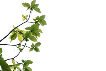 Tropical tree leaves with branches on white isolated background for green foliage backdrop and copy space 