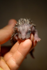 portrait d'un mignon nouveau-né de porc-épic dans une main 