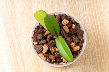 small Orchid flower in pot top view