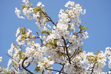 桜