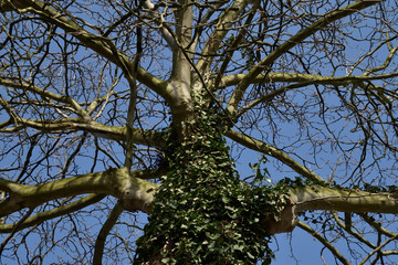 Fototapeta na wymiar Crown of a tree against the blue sky.