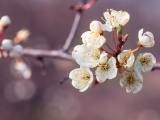 Kwiaty na drzewach owocowych w wiosenny słoneczny dzień