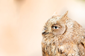 Face of Eurasian scops owl (Otus scops) on a neutral background.