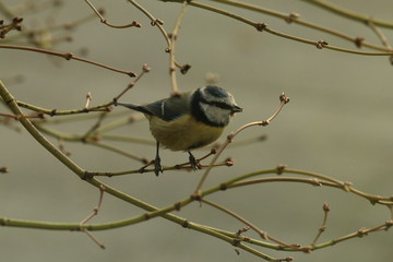 blue tit is sitting on a branch