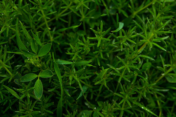 Green grass. Drops of dew on the green grass. Raindrops on green leaves. Water drops. Macro photo