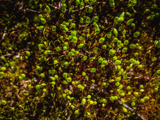 Bright green moss macro shot. Macro of moss with green spore capsules on brown stalks. Spring calm carpet. Top view. Selective focus. Pohlia nutans. Vintage blurred abstract background