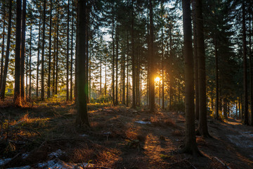 Fototapeta premium sun shining from behind a tree in the forest in the mountains, czech beskydy