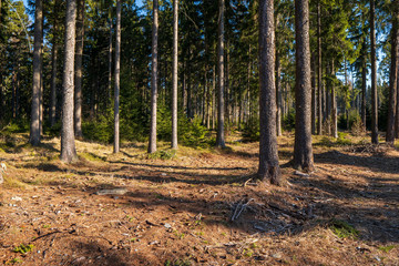 spruce forest beautifully lit by sunlight, czech jeseniky mountains