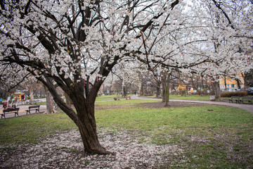 Obraz premium Sofia, Bulgaria - April 5, 2020. Deserted city park during covid 19 pandemic where trees blossom in full throughout spring season. 