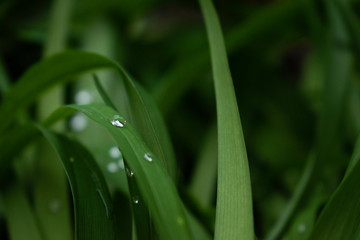 Sofia, Bulgaria - April 5, 2020. Rain drops in the thick greenery just after the rain.