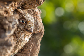 Eurasian scops owl (Otus scops) peeking out from tree trunk. 