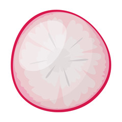 Radish slice vector icon.Cartoon vector icon isolated on white background radish slice.