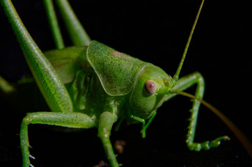 grasshopper on a leaf