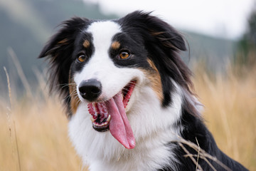 Portrait of Australian Shepherd dog in autumn meadow. Happy adorable Aussie dog sitting in grass field. Beautiful adult purebred Dog outdoors in nature.