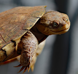 afrikanische Sumpfschildkröte