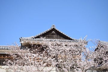 松山城　桜