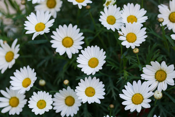 Garden camomile flowers, field with camomiles, camomile closeup, natural antiseptic. Chamomile close up. Chamomile medicinal plant on a sunny day. Blooming chamomile field natural herbal treatment.