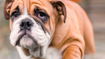 sad puppy of breed english red-white bulldog, closeup portrait
