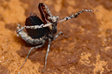 südafrikanische Gottesanbeterin