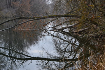Obraz premium Beautiful autumn landscape in the evening. A tree leaned over the river. Reflection in water. A dreary autumn landscape by the river. Deep autumn. A moody calm landscape.
