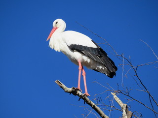 cigogne