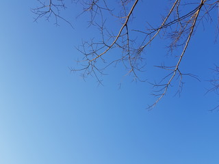 tree branches against blue sky