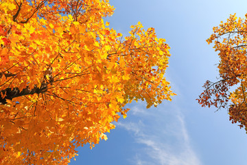 가을 하늘과 단풍