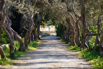 path in the forest. nature background, beautiful outdoors