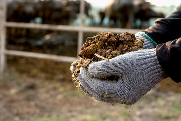 Manure or manure in the hands of farmers in a central pet farm.