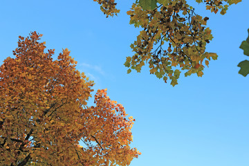 가을 하늘과 단풍
