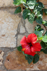 bright red large blooming southern campsis flower with green leaves growing along a stone wall and descending like a liana