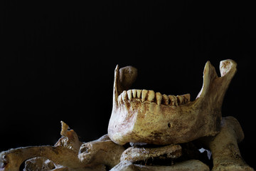 Jaw put on pile of old bone on which has dark background