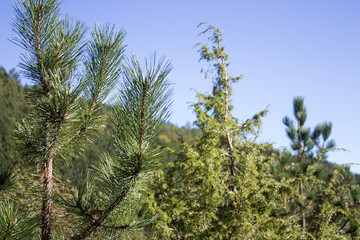 Fototapeta premium Natura