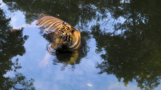 The portrait of a tiger, Bengal Tiger sitting in the water for become low heat stroke at zoo in Thailand. Performing Bengal Tiger is the biggest and extremely rare. The wildlife tourism industry.