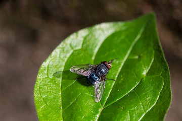 Close up macro shot housefly on leaf