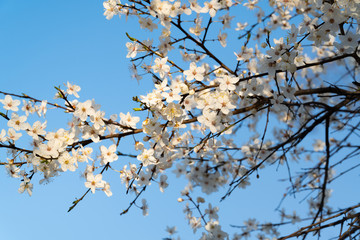 Beautiful white cherry blossoms with blue sky background. Spring.