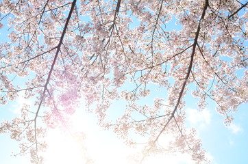 Cherry Blossoms