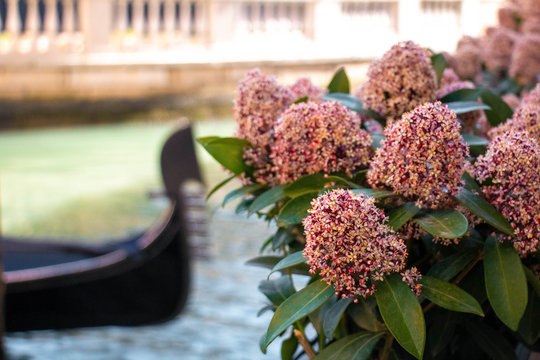 Skimmia japonica flowers in Venice