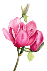 branch of pink magnolia on an isolated white background, watercolor flowers