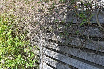 Sichtschutz