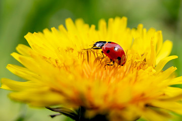 a small ladybug crawls on a dandelion