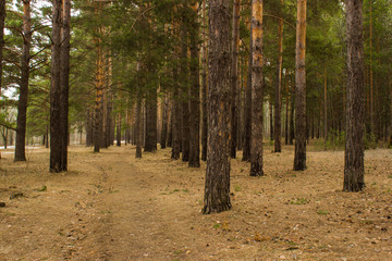Fototapeta premium forest in early spring in cloudy weather