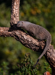 Egyptian mongoose (Herpestes ichneumon) in its environment.