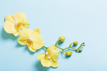 yellow orchids on blue paper background